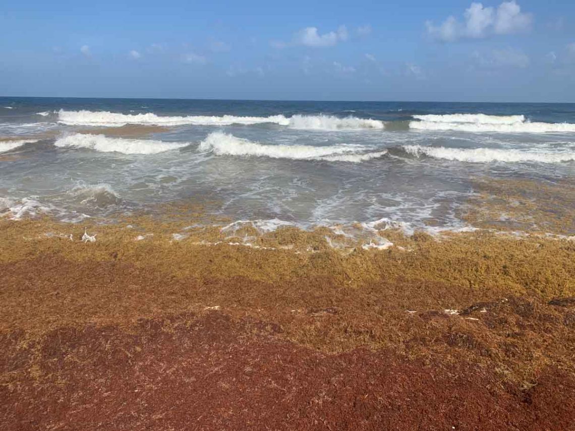 Sargassum seaweed invades the Caribbean beaches