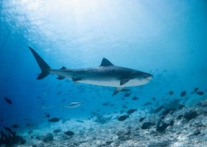 Maldives Deep South route - Diving with mantas, whale & tiger sharks