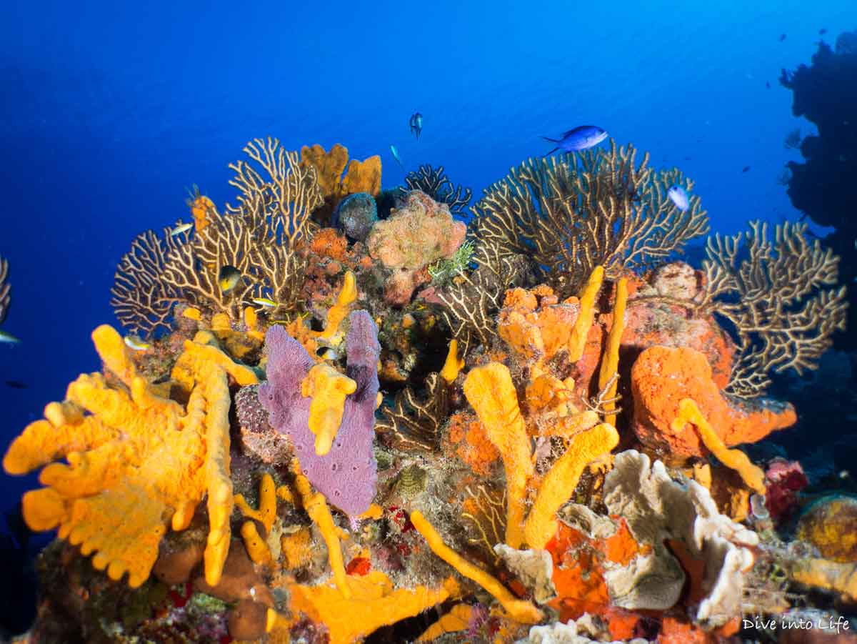 underwater national park of cozumel