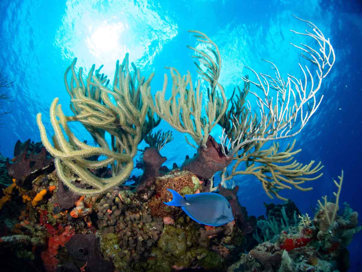 The most stunning dive sites in Cozumel you don't want to miss