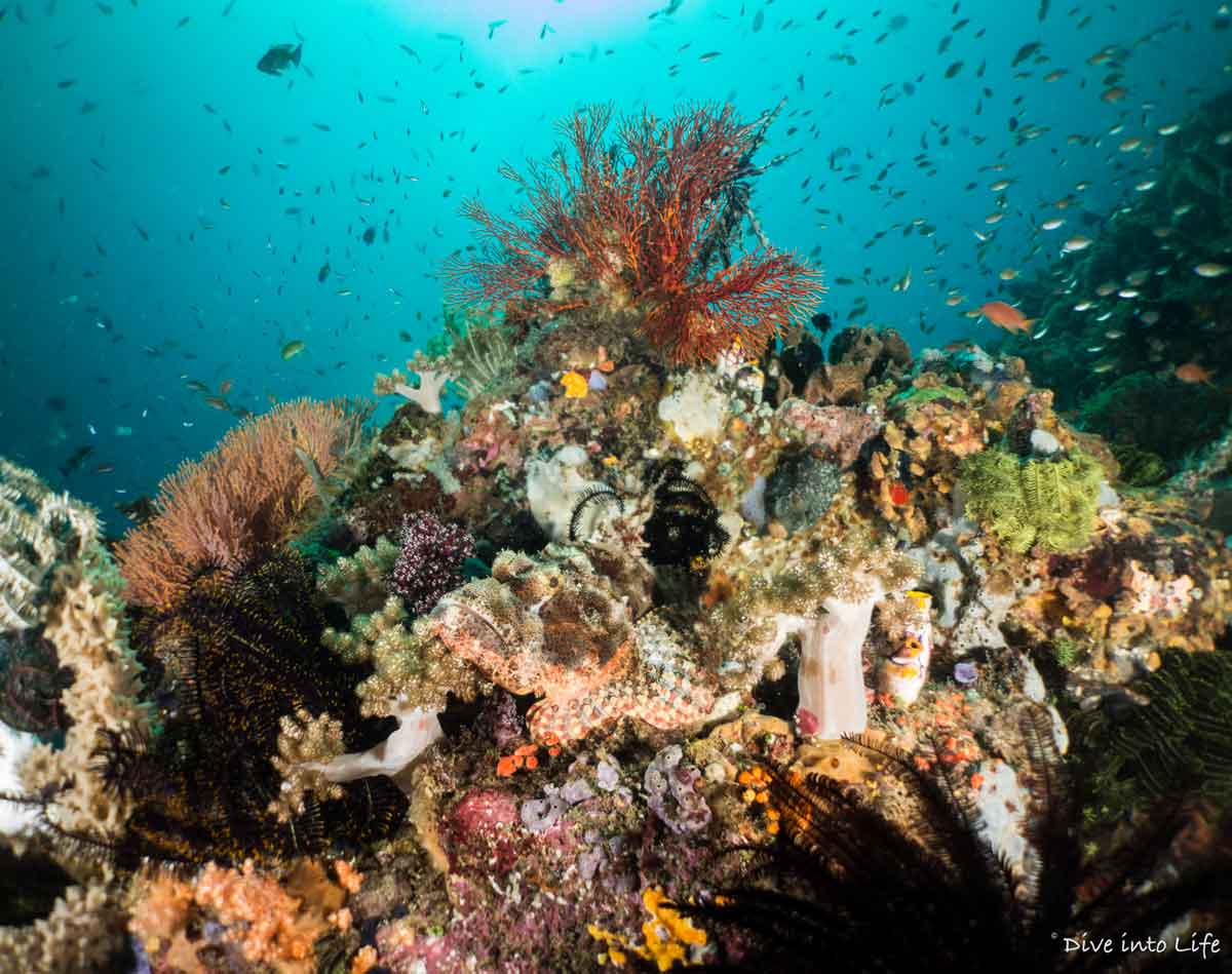 Diving in Bunaken and the best sites around North Sulawesi