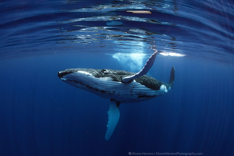 Swimming with whales in Tahiti & Moorea - A breathtaking experience!