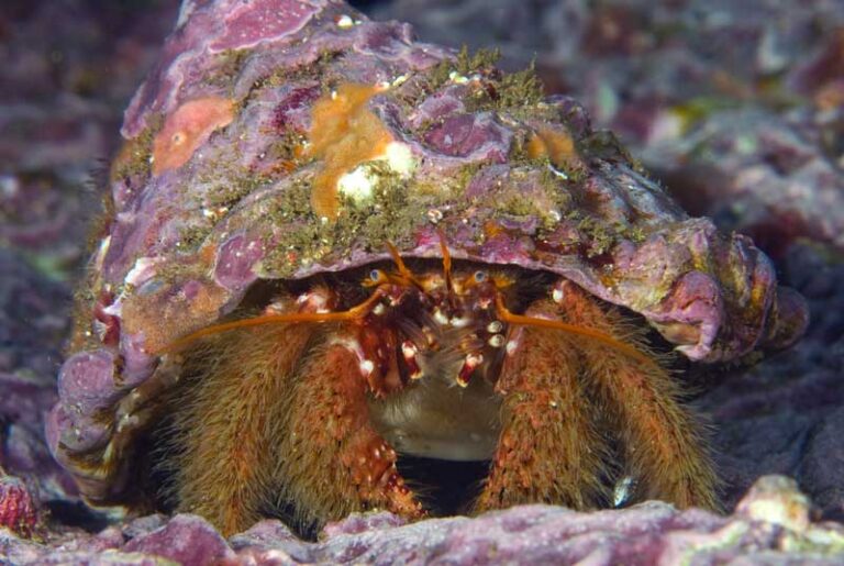 What animals live in seashells? The treasure hunt for re-inhibited shells