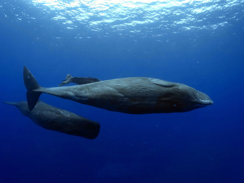 Scuba diving in Mauritius - The best of the West Coast