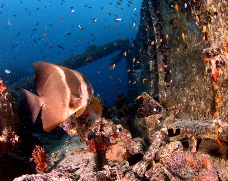 SS Thistlegorm - The Best Wreck Dive Site In The Egyptian Red Sea