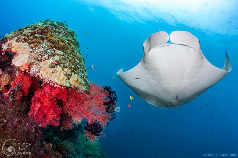 Diving Raja Ampat & The Unique Biodiversity Of "The Last Paradise"